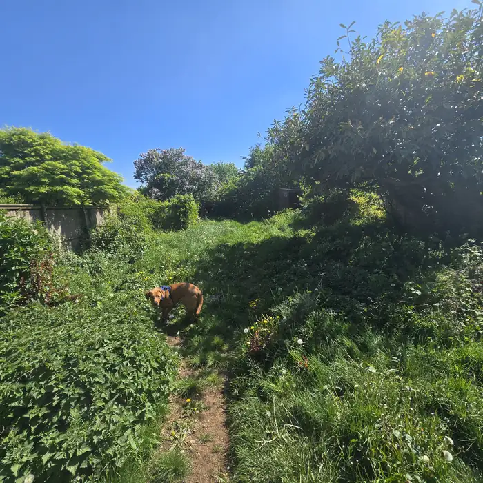 Overgrown garden before professional clearance service in Bath